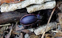 Carabus violaceus aurolimbatus