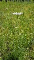 Daucus carota