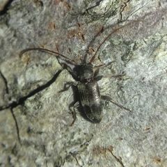 Exocentrus lusitanus