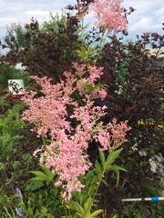 Filipendula ulmaria