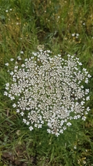 Daucus carota