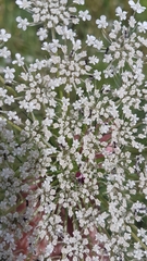 Daucus carota