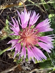 Centaurea pullata