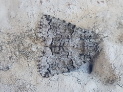 Blenina squamifera