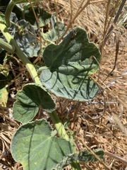 Cucurbita foetidissima
