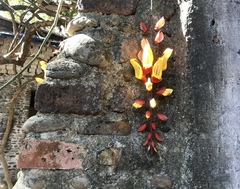 Thunbergia mysorensis