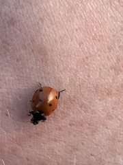 Coccinella septempunctata