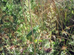 Acrometopa macropoda