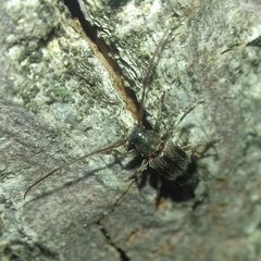 Exocentrus lusitanus