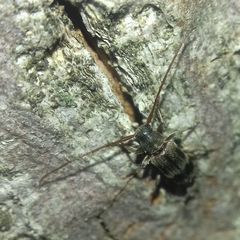 Exocentrus lusitanus