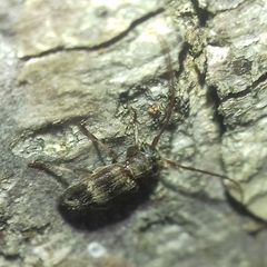 Exocentrus lusitanus