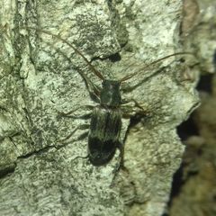 Exocentrus lusitanus