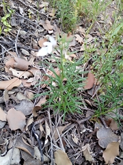 Teucrium pseudochamaepitys image