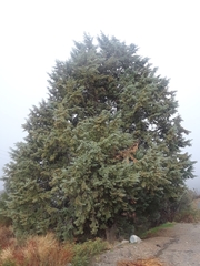 Cupressus nevadensis