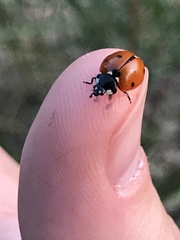 Coccinella septempunctata