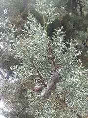 Cupressus nevadensis