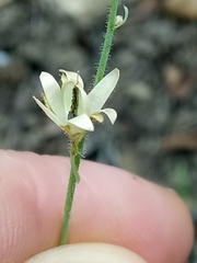 Linaria simplex