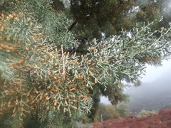 Cupressus nevadensis