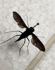 Chrysopilus connexus