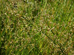 Juncus subnodulosus