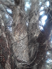 Cupressus nevadensis