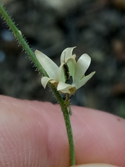 Linaria simplex