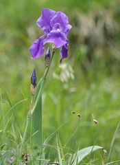 Iris pallida cengialti
