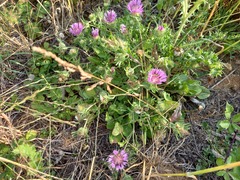 Centaurea pullata