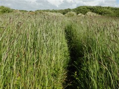 Calamagrostis stricta