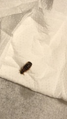 Lampyridae