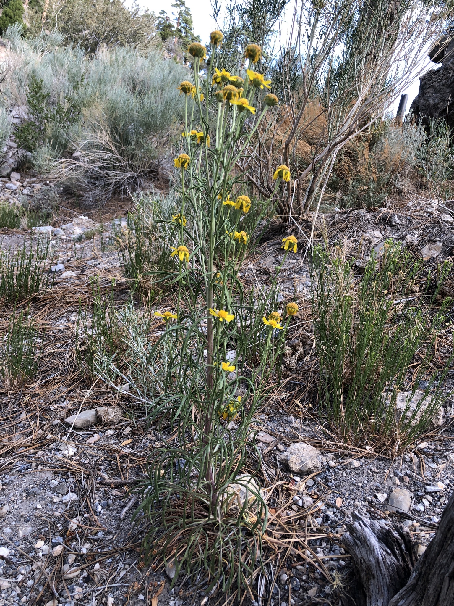 Hymenoxys lemmonii