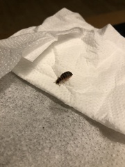 Lampyridae