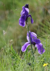 Iris pallida cengialti