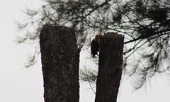 Melanerpes aurifrons