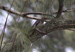 Melanerpes aurifrons