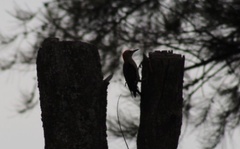 Melanerpes aurifrons