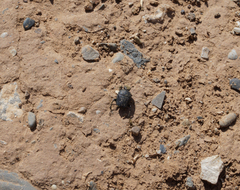 Gymnopleurus mopsus