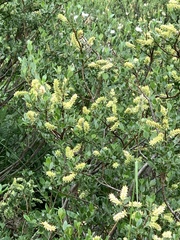 Salix hastata