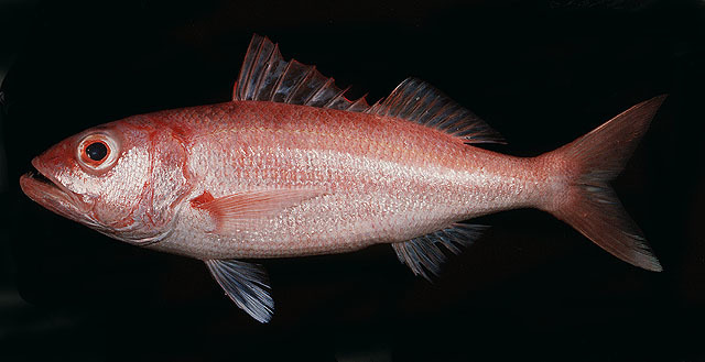 queen snapper (Bony Fishes (Actinopterygii) of the Hawaiian Islands ...
