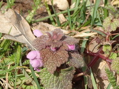 Lamium purpureum