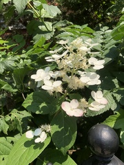 Hydrangea arborescens