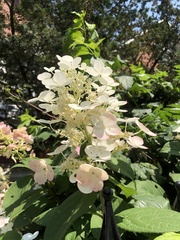 Hydrangea arborescens
