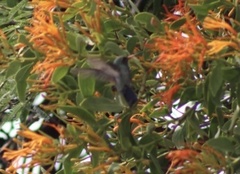 Cynanthus latirostris