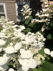 Hydrangea arborescens