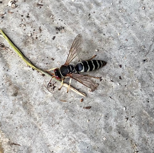 Rubrica denticornis (Rubrica denticornis)