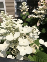 Hydrangea arborescens