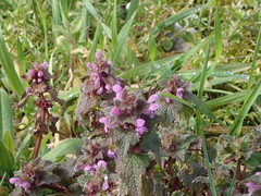 Lamium purpureum