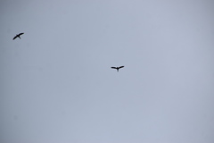 Dendrocygna autumnalis