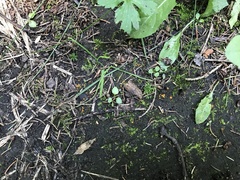 Ramsbottomia asperior