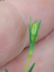 Silene stricta image